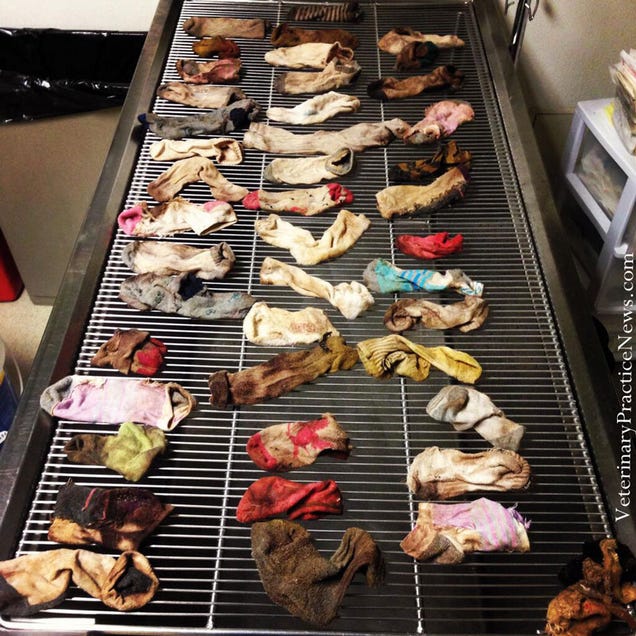 Mi perro se ha comido 43 calcetines, y otras sorpresas de los rayos X