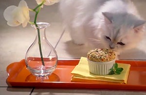 Do You Love Your Cat Enough to Make Him a Western Souffle Omelette?