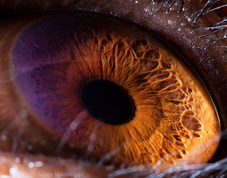 Incredible close-up photos of animals' eyes