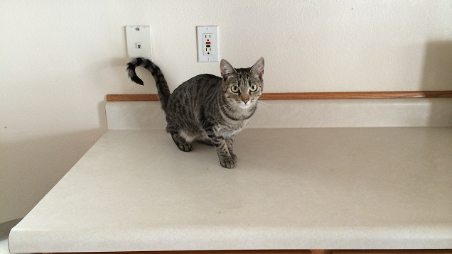 Keep Cats Off the Counter with a "Yes" for Every "No"