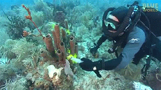 Gifs surpreendentes que mostram como 'alimentação' esponjas do mar ...