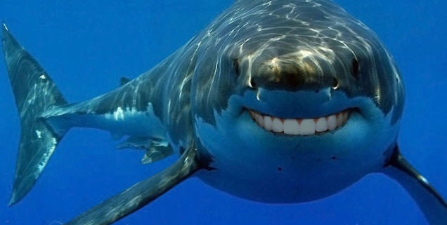 Confused Sharks Keep Trying to Eat Google's Undersea Data Cables
