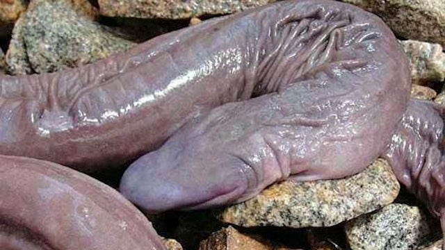Penis Snake is neither penis nor snake, but looks like both