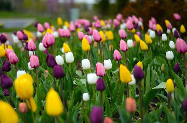Shooting Challenge: Spring Gallery 3