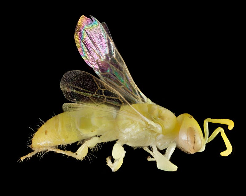 These Exquisite Bee Photographs Reveal Every Delicate Hair, Antenna, and Wing