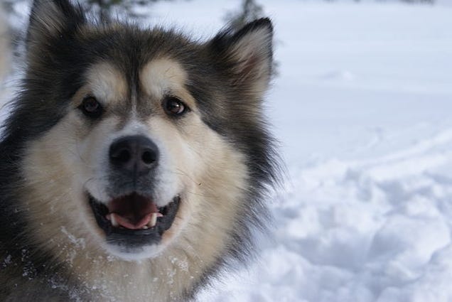 What Early American "Pet Cemeteries" Reveal About American Dogs