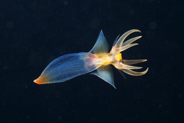 It Seems That Aliens Are Living Under the White Sea