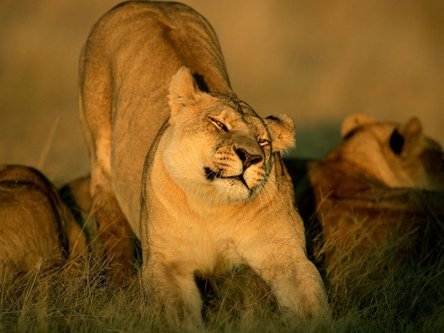 Caturday - Panthera leo Edition