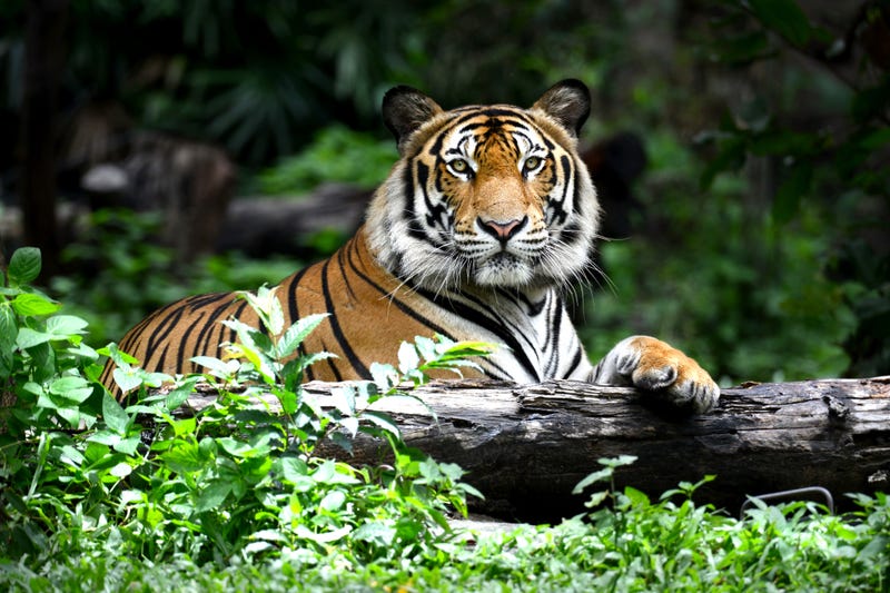 For the First Time In A Century, Wild Tiger Populations Are Beginning to Rebound