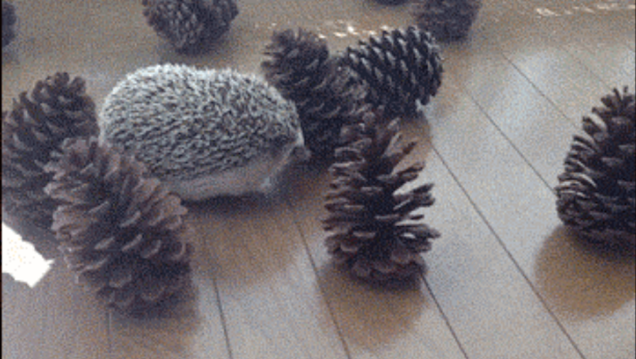 This Poor Hedgehog Just Wants to Play with His Pine Cone Friends