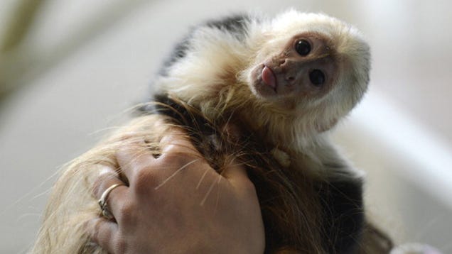 Postcards from Prison: 8 Adorable Images of Justin Bieber's Monkey Under German Quarantine