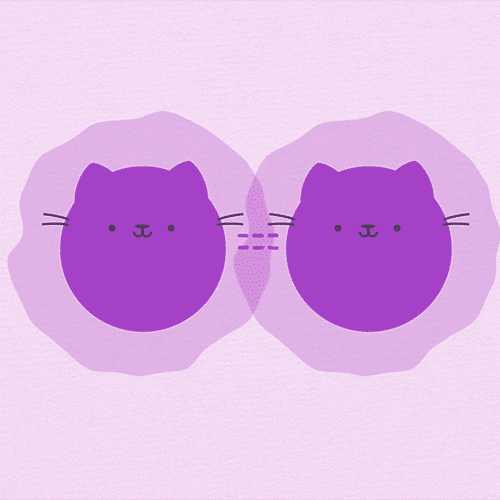 Breakthrough Quantum Cat Experiment Captured on Camera