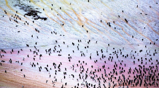 Antarctica is actually an amazingly colorful place