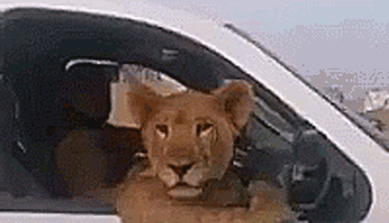 Is That A Lion Riding In The Cab Of A Chevy Silverado?