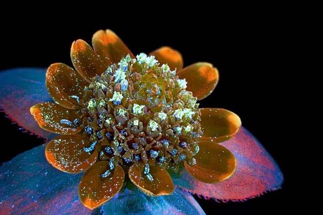 The Alien and Eerie Beauty of the Year's Best Microscopic Photos