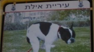 Israelis Use DNA To Catch Puppy Poopers • Gardasil Vaccine May Be Mandatory For Immigrants