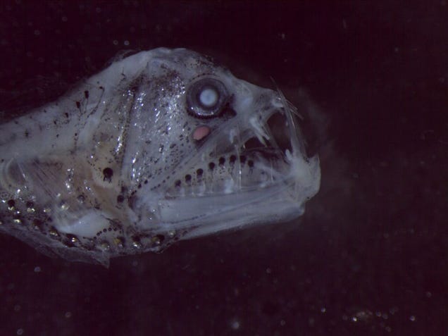 Este pez de aspecto terrorífico puede vivir dentro de un volcán