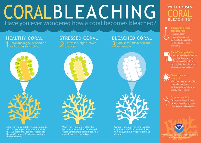 A Massive Bleaching Event is Threatening the World’s Coral Reefs