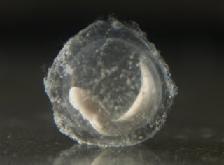 The First Two Slovenian ‘Dragon Babies’ Have Hatched