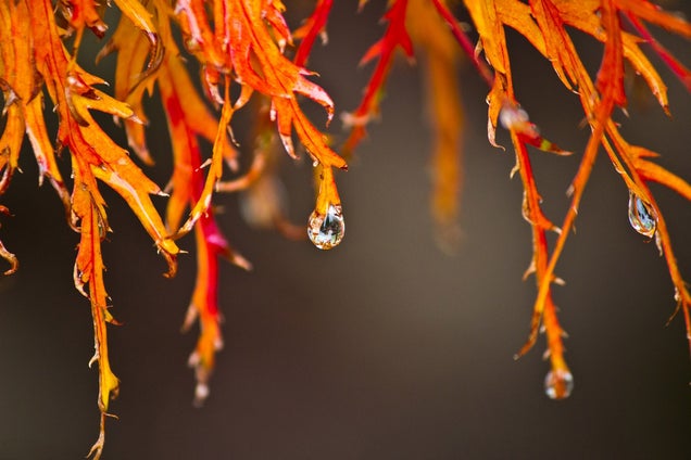 40 Stunning Photos Of Fall Foliage