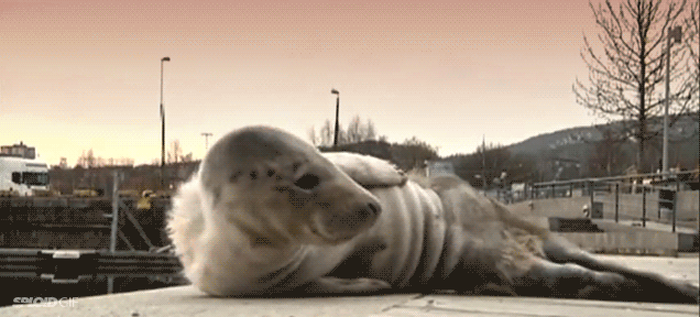 Crying baby seal found lost in Swedish city