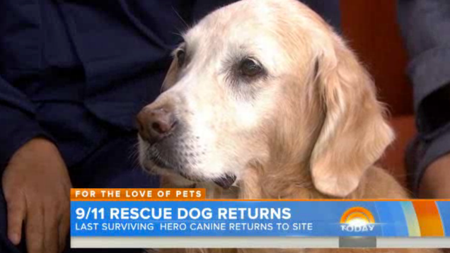 9/11's Last Surviving Search Dog Goes on Today, Tears Ensue