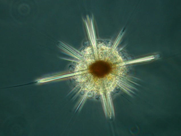 These nearly-invisible sea creatures fill the oceans with beauty