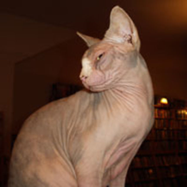 O Beloved Local Scifi Bookstore