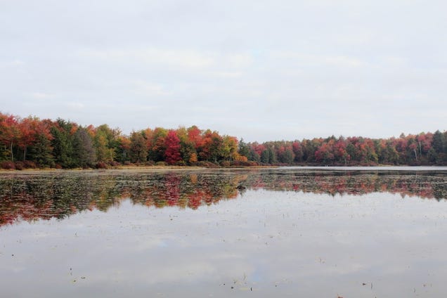40 Stunning Photos Of Fall Foliage