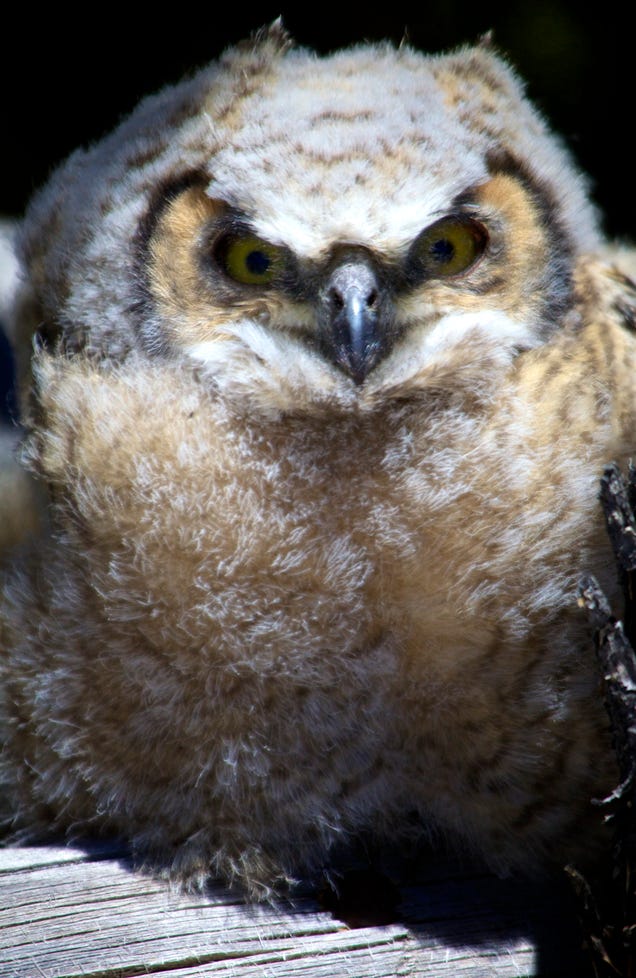 this is what baby horned owls look like this is what baby horned owls look like