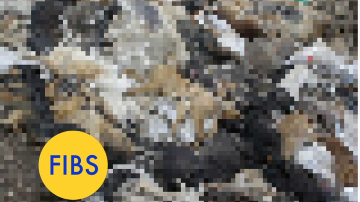 8 Viral Sochi Olympics Photos That Are Total Lies