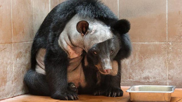 This is the first bear to ever have brain surgery