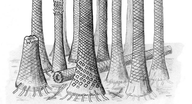 A Fossil Tropical Forest Is Helping Solve an Ancient Climate Mystery