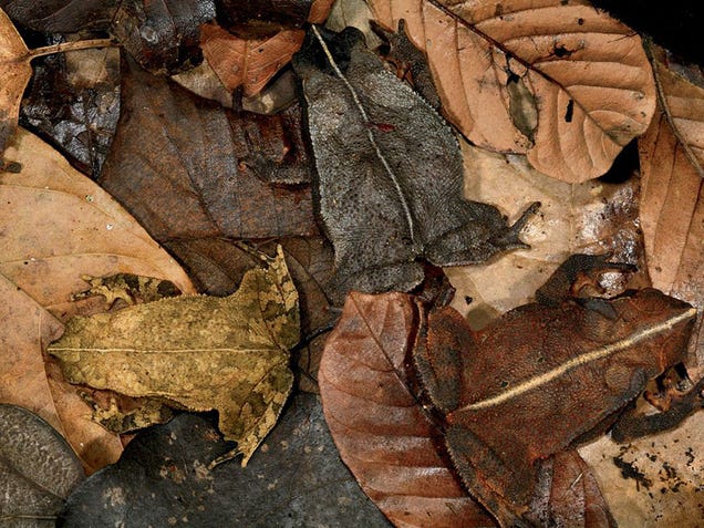 Can you detect the amazing stealth animals hiding in all these pictures?