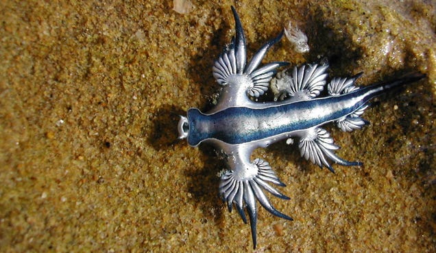 Striking Photographs Of Sea Slugs Expose The Alien World Under The Sea