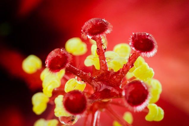 58 Giant Close-Ups Of Plants