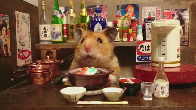 Hamsters japoneses =^_^=