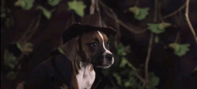Somebody Remade Raiders Of The Lost Ark With A Dog And It Is Perfection