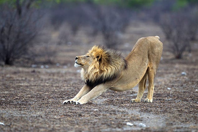 Drought Forces Lions Into Desperate Hunt