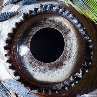 Incredible close-up photos of animals' eyes