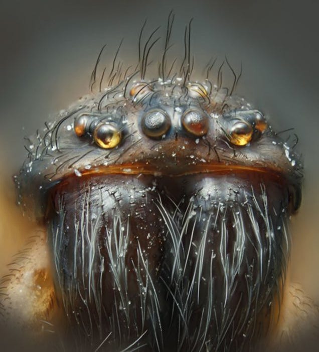 These Incredible Microscopic Photos of Small Things Seem Unreal