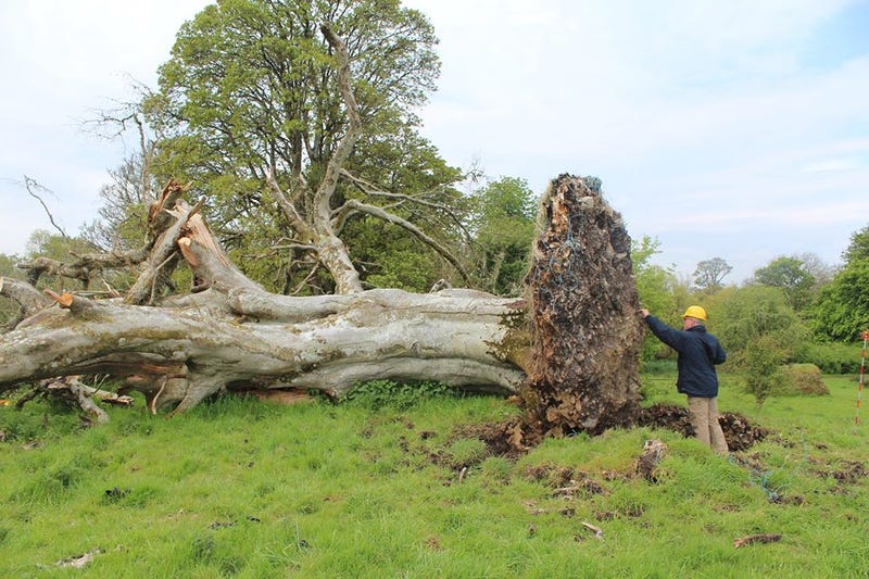 Medieval Skeleton Found Dangling From the Roots of a Fallen Tree