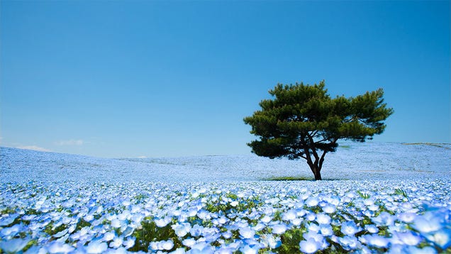 A never-ending ocean of 4.5 million flowers in Japan