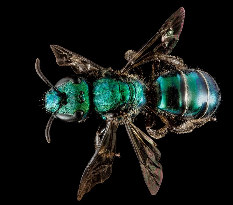 These Exquisite Bee Photographs Reveal Every Delicate Hair, Antenna, and Wing