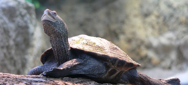 The Weird Reason Why So Many Turtles Are Delaying Flights at JFK