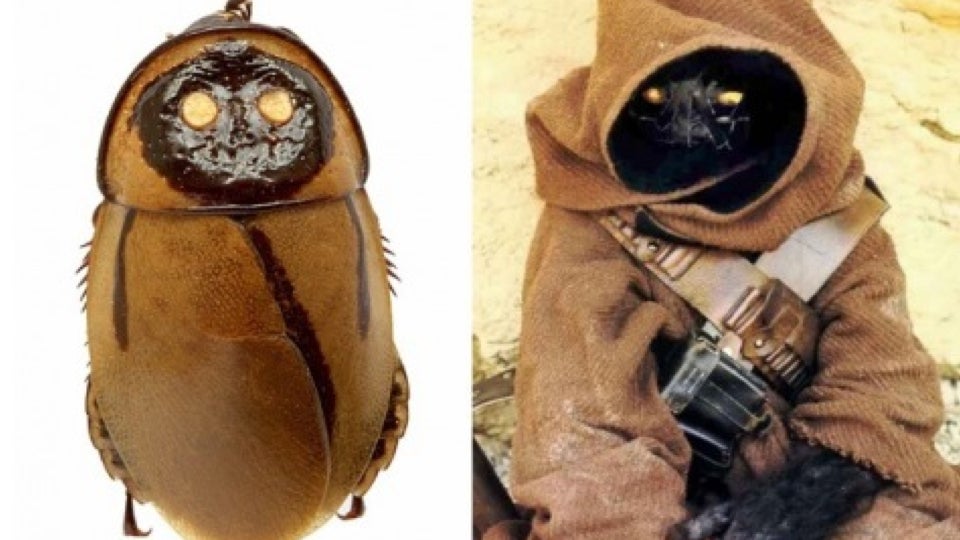 these-glow-in-the-dark-cockroaches-look-exactly-like-jawas