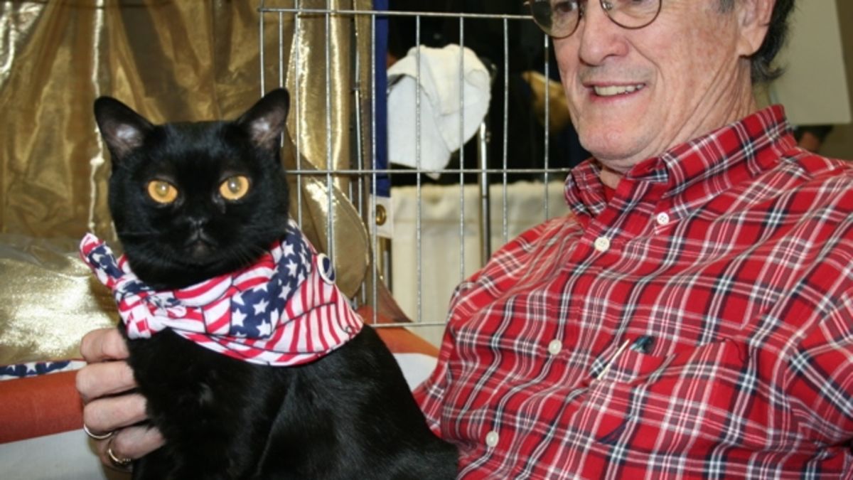 Cats Being CAThletes: An Afternoon at the CFA Iams Cat Championship