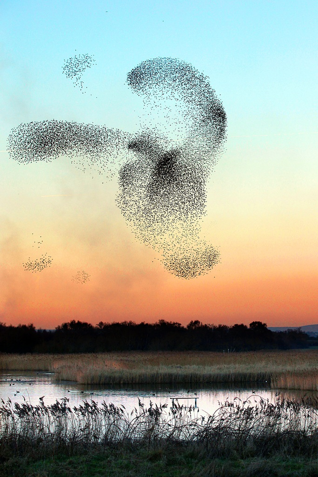 flocks of birds flying in patterns