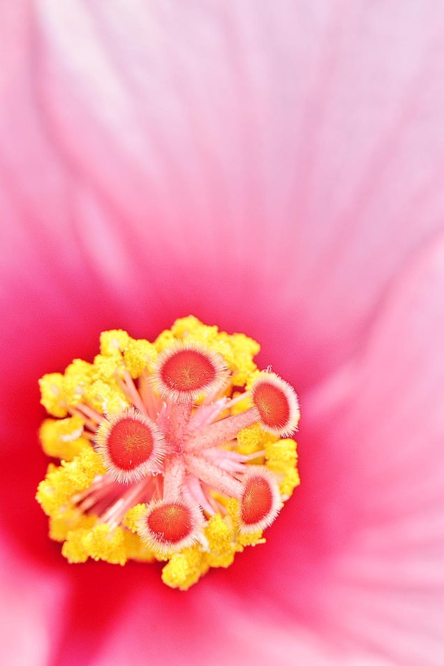 58 Giant Close-Ups Of Plants