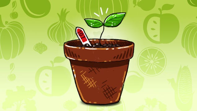 The Seven Easiest Vegetables to Grow for Beginner Gardeners